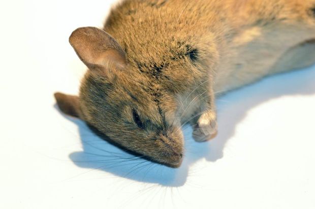 Algunas fotos sobre un ratón doméstico (Mus musculus) – El ...