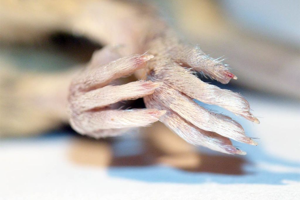 Algunas fotos sobre un ratón doméstico (Mus musculus) – El ...