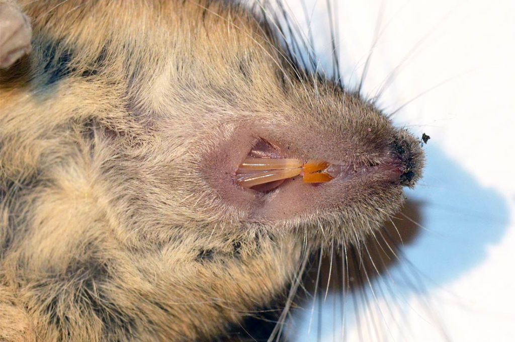 Algunas fotos sobre un ratón doméstico (Mus musculus) – El ...