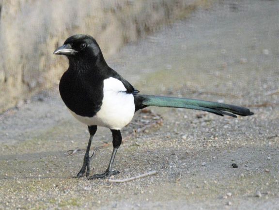 Foto 2. Urraca observando mis movimientos./ Desinsectador 2013