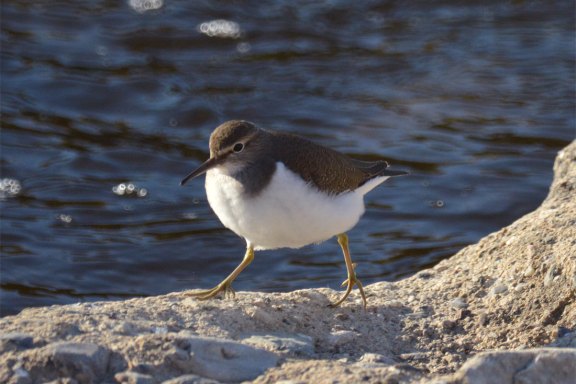 Foto 3. Andarríos chico en el río Besós./ Desinsectador 12-2103