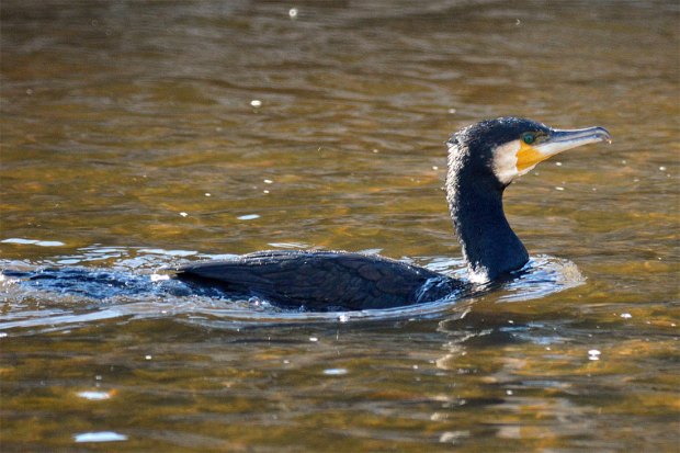 Foto 4. Cormorán grande nadando en el río Besós./ Desinsectador 12-2013
