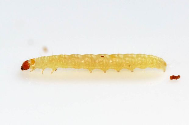 larva-plodia-02