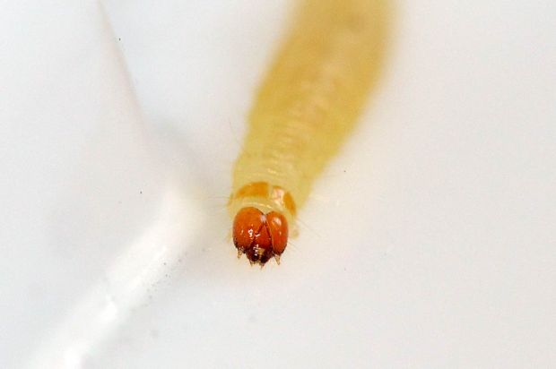 larva-plodia-04