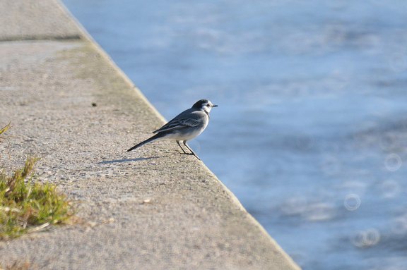 Foto 1. Lavandera blanca posada sobre el margen del río Besós./ Desinsectador 12-2013