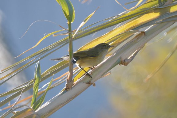 Foto 1. Mosquitero común sobre una caña al acecho de insectos voladores./ Desinsectador 12-2013