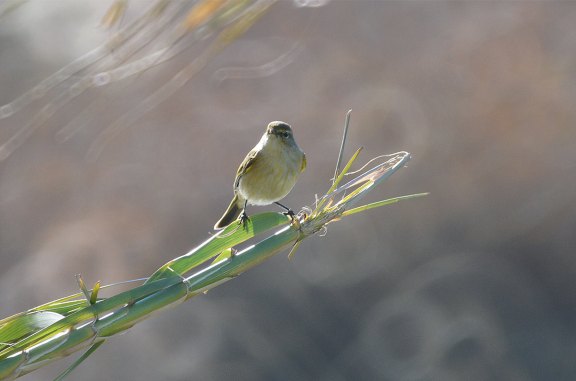 Foto 2. Mosquitero común posado sobre una caña./ Desinsectador 12-2013