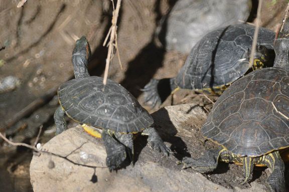 Foto 2. Tortugas de orejas rojas./ Desinsectador 12-2013