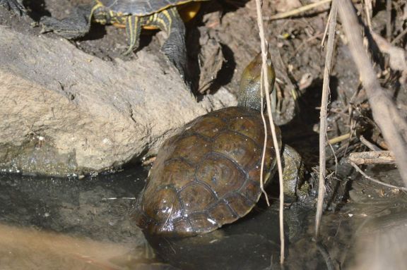 Foto 4. Tortuga leprosa./ Desinsectador 12-2013