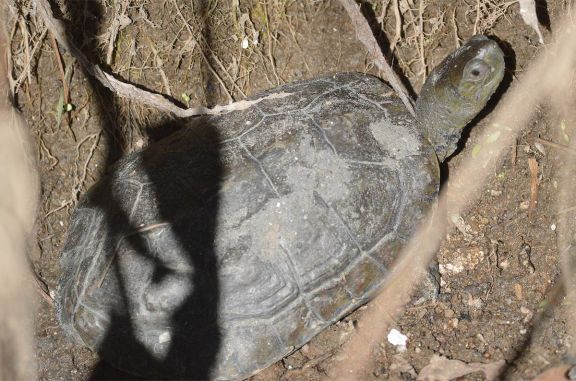 Foto 7. Tortuga leprosa./ Desinsectador 12-2013