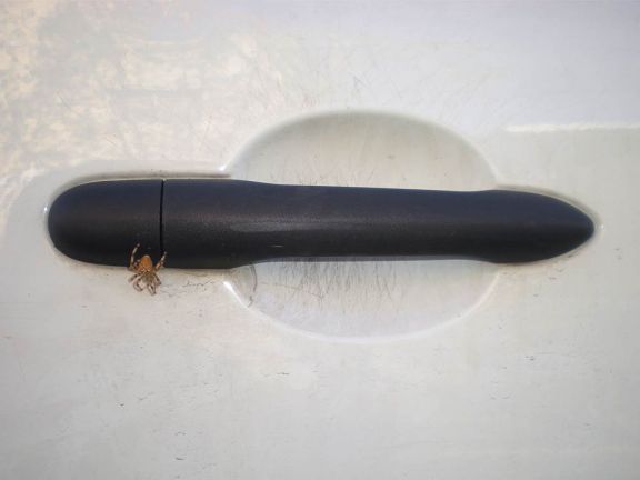 Foto 1. Araña de la cruz en la maneta de la furgoneta./ Desinsectador 01-2014