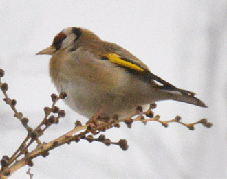 Foto 1. Jilguero en el parque de Can Zam, Santa Coloma de G./ Desinsectador 01-2014