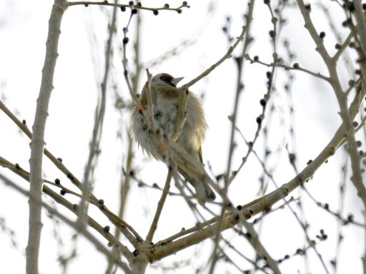 Foto 2. Jilguero sobre en el parque de Can Zam, Santa Coloma de G./ Desinsectador 01-2014