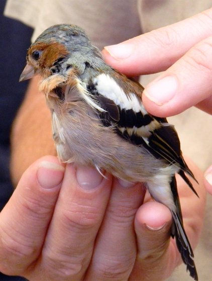 Foto 3. Pinzón macho capturado para anillarlo./ Desinsectador 10-2013