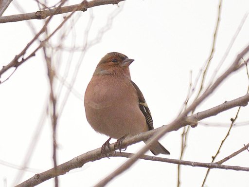 Foto 1. Pinzón vulgar macho en Can Zam, Santa Coloma de G./ Desinsectador 01-2014