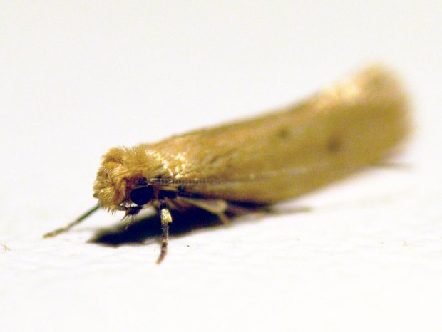 polillas (Tineidae) – El desinsectador y desratizador