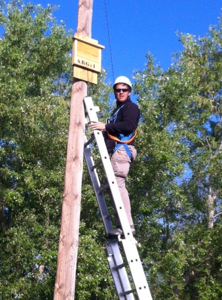 Fig 1. Imagen de la instalación de una caja nido en un poste de telefonía./ Ayuntamiento de Argueda, 2014.