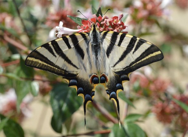 iphiclides-podalirius-01