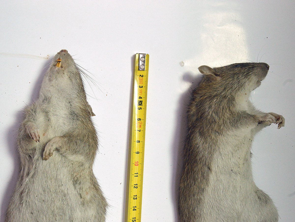 Que Rata Una pareja de ratas de alcantarilla, Rattus norvegicus (Rodentia ...
