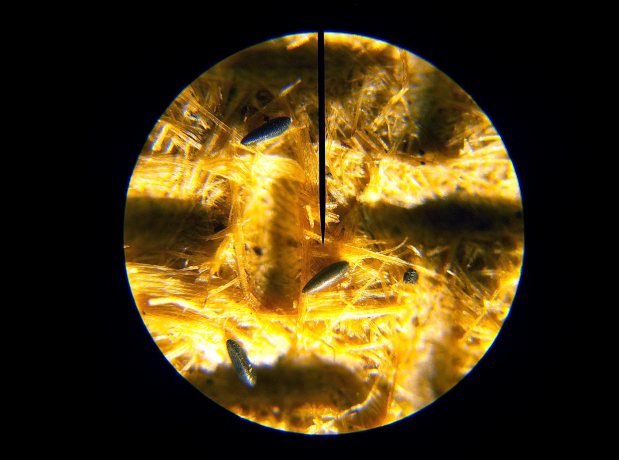 mosquito-tigre-gramanet-2015-06