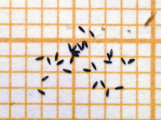 mosquito-tigre-gramanet-2015-08