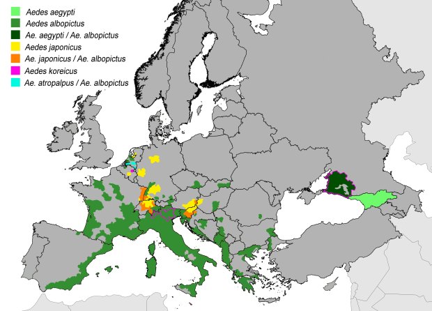 aedes-spp-oct-2015-europa-min