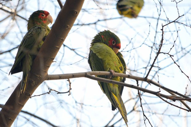 cotorra-mitrada-2016-03