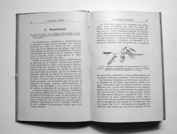 parasitos-emilio-fernandez-galiano-1943-pp62-63
