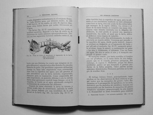 parasitos-emilio-fernandez-galiano-1943-pp64-65