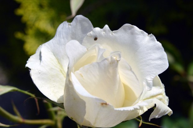 anthrenus-verbasci-roda-de-ter-2016-01