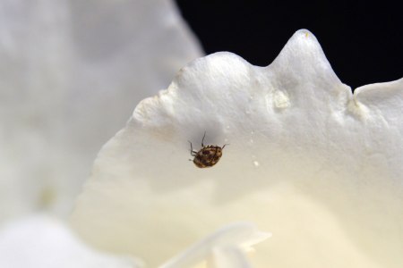 anthrenus-verbasci-roda-de-ter-2016-02