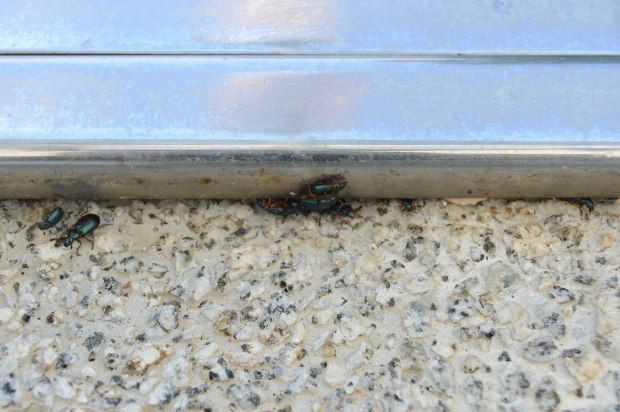 necrobia-cementerio-2016-01