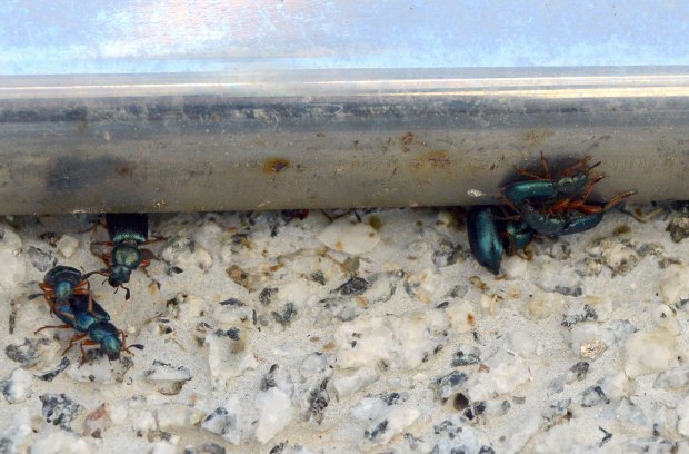 necrobia-cementerio-2016-02