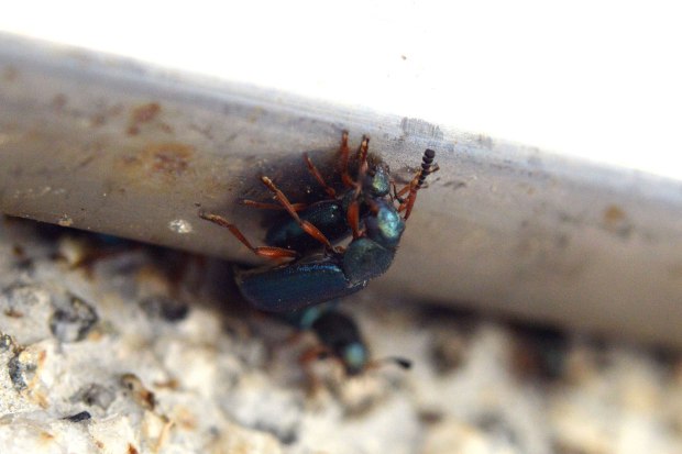 necrobia-cementerio-2016-03