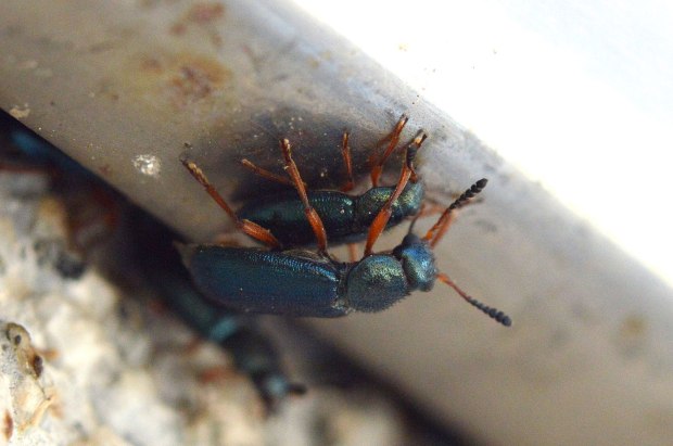 necrobia-cementerio-2016-04