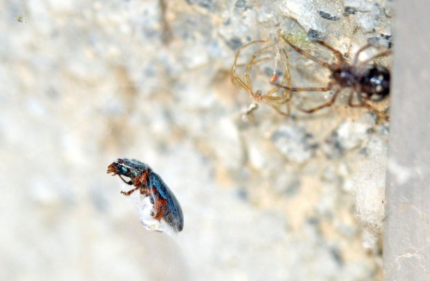 necrobia-cementerio-2016-07