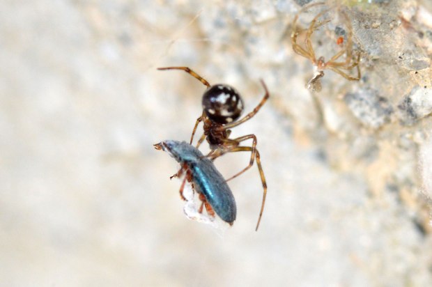 necrobia-cementerio-2016-08