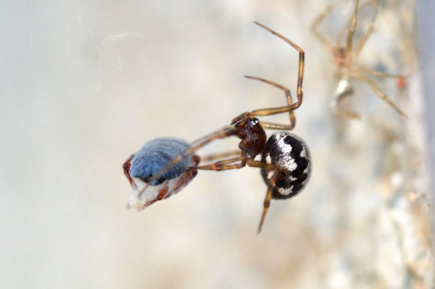 necrobia-cementerio-2016-09