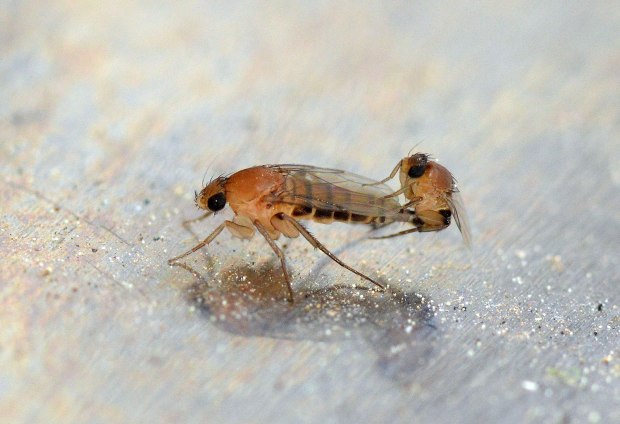 necrobia-phoridae-2016-09