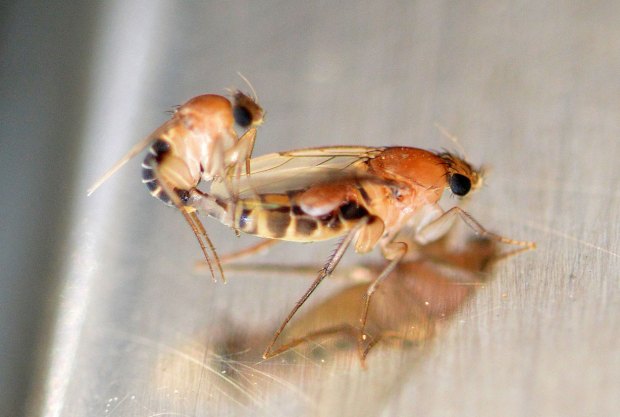 necrobia-phoridae-2016-11