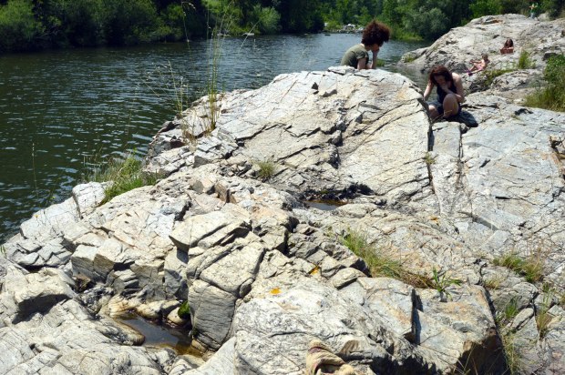 aedes-vittatus-rio-ter-2016-01