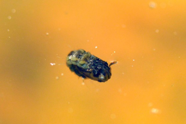 aedes-vittatus-rio-ter-2016-04