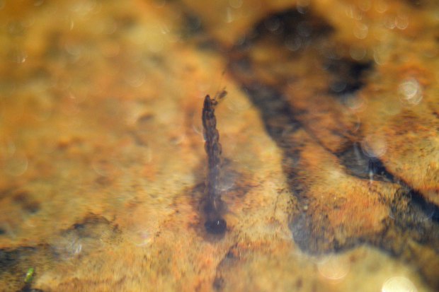 aedes-vittatus-rio-ter-2016-05