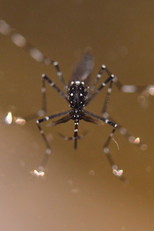 aedes-vittatus-rio-ter-2016-08