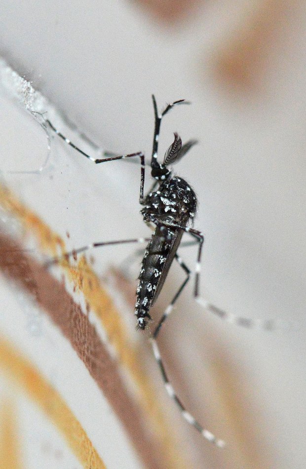 aedes-vittatus-rio-ter-2016-09