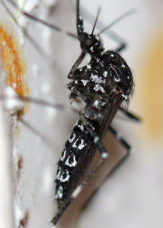 aedes-vittatus-rio-ter-2016-11