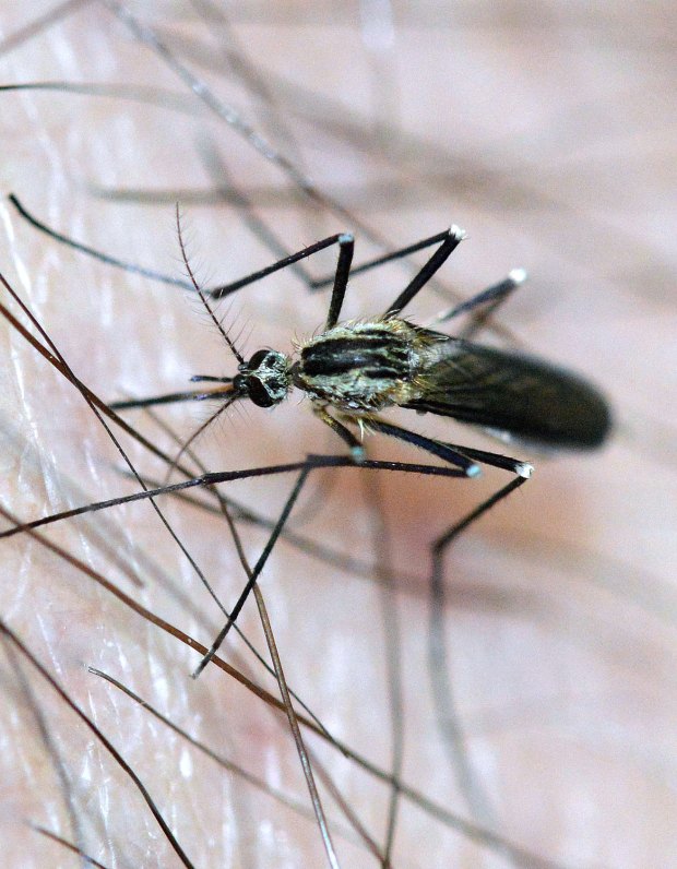 aedes-geniculatus-montseny-desinsectador-2016-05