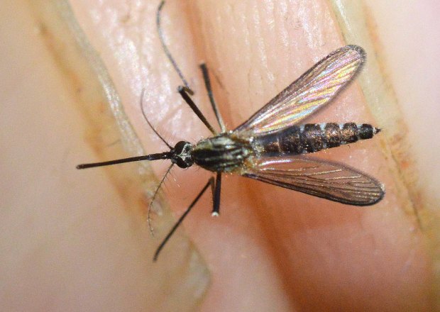 aedes-geniculatus-montseny-desinsectador-2016-06