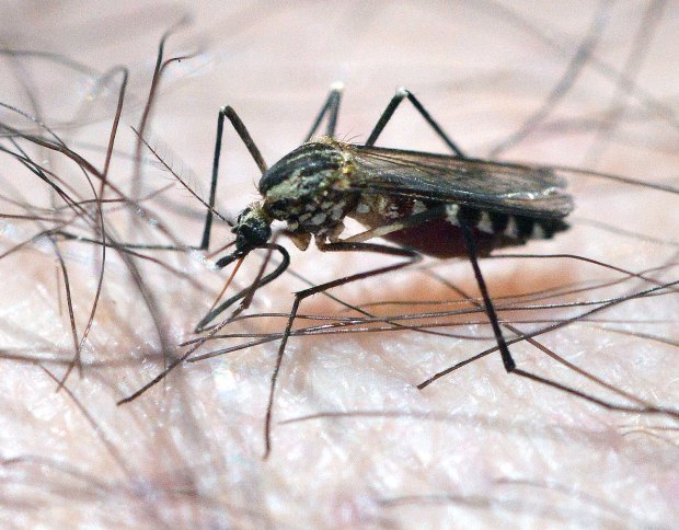 aedes-geniculatus-montseny-desinsectador-2016-07