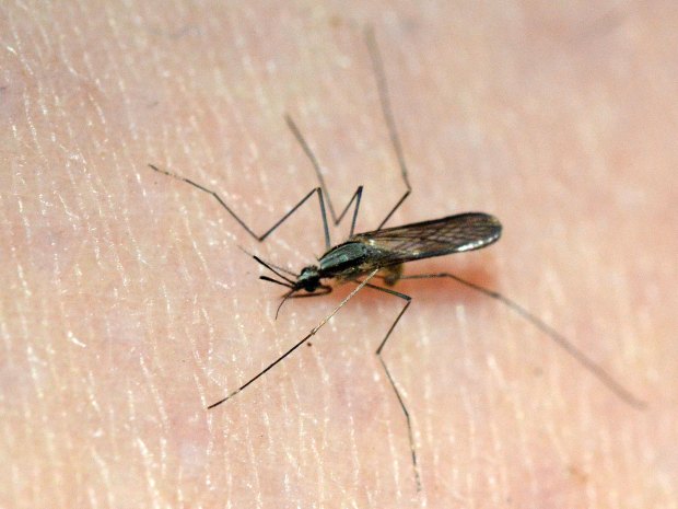 anopheles-plumbeus-desinsectador-2016-02